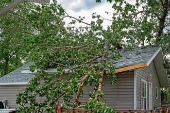 Fallen Tree on a roof - Red Carpet Flood Restoration